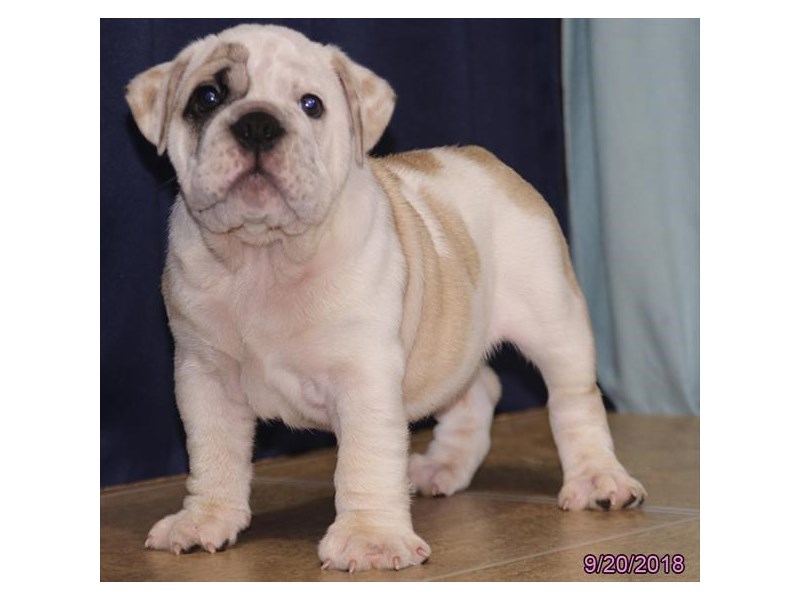 Bulldog