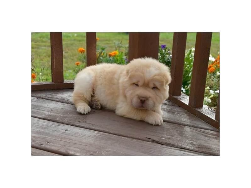 Chinese Shar-Pei