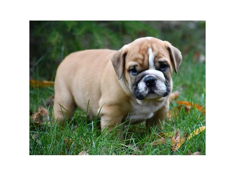 Bulldog-DOG-Male-Red / White-14178-Petland Columbus, Ohio