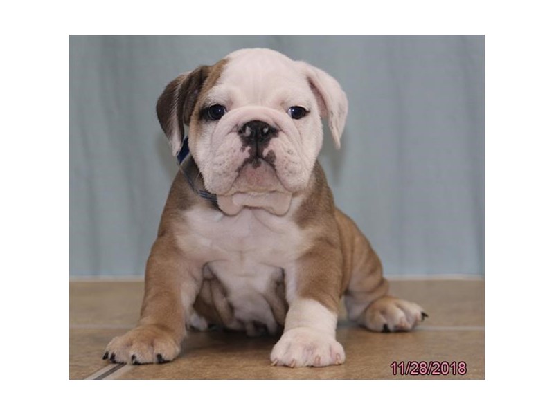 Bulldog