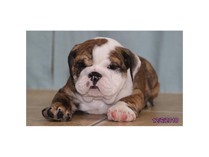 Bulldog