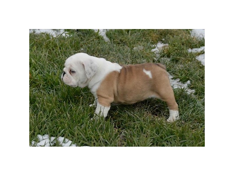 Bulldog-DOG-Female-Blue Fawn-14330-Petland Columbus, Ohio