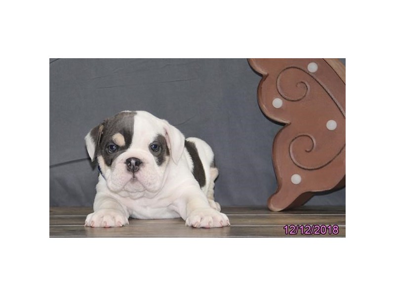 Bulldog