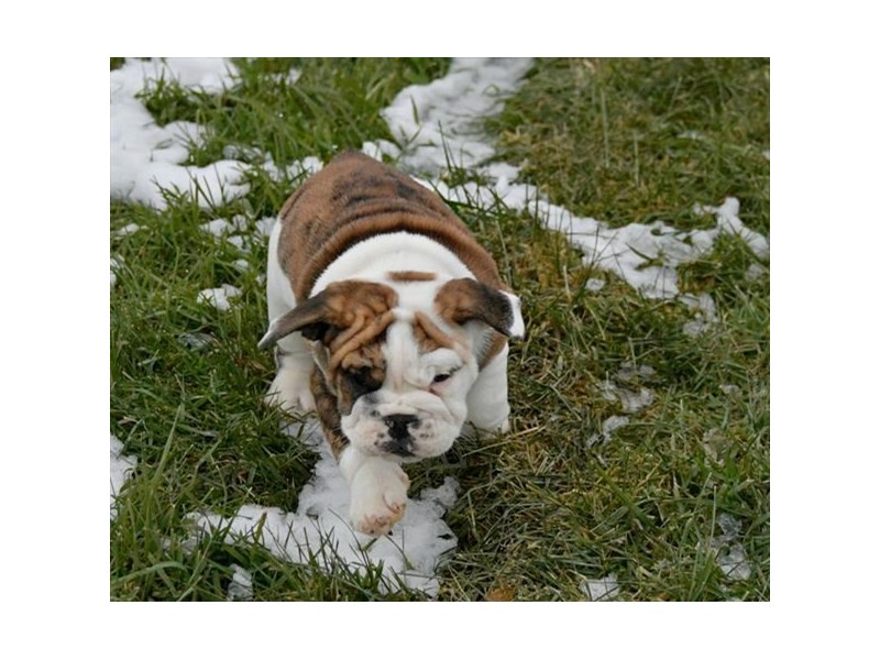 Bulldog-DOG-Male-Fawn-14331-Petland Columbus, Ohio