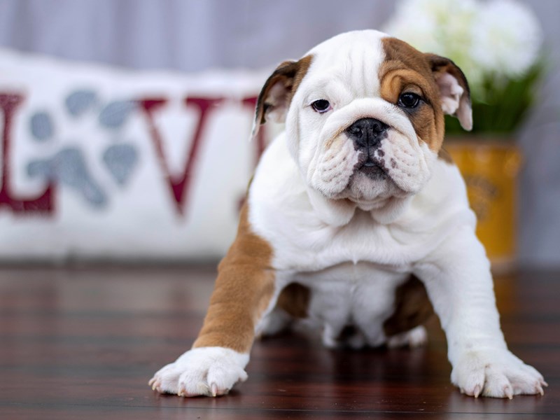 Bulldog-DOG-Female-Red Fawn-14424-Petland Columbus, Ohio