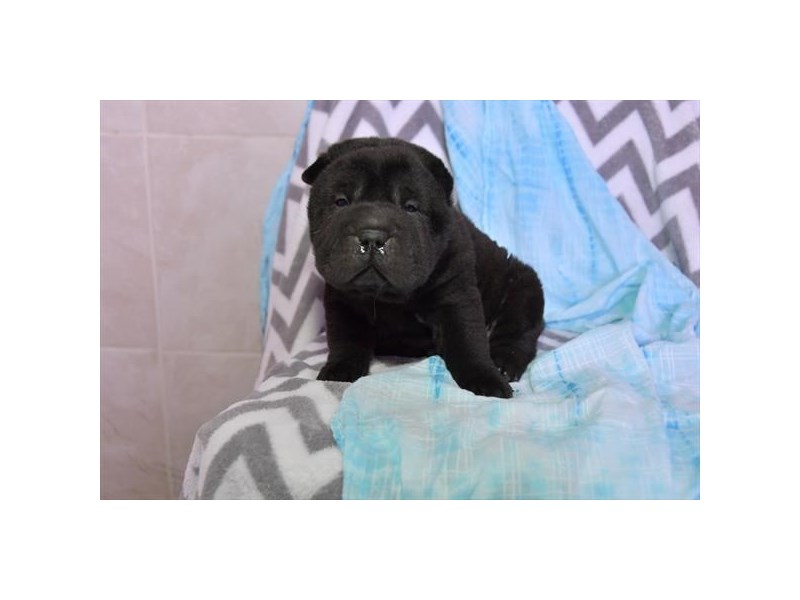 Chinese Shar-Pei