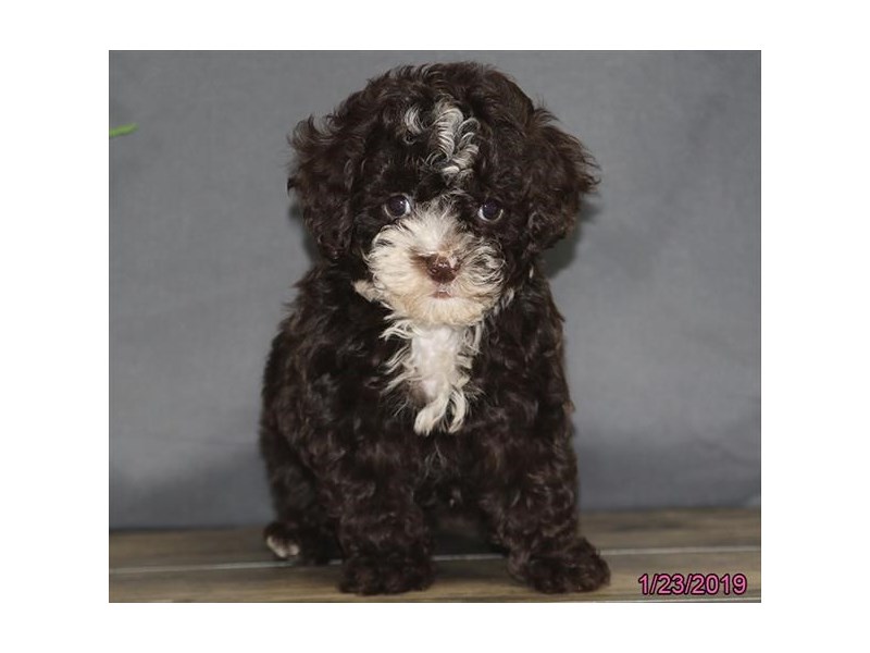 Poodle