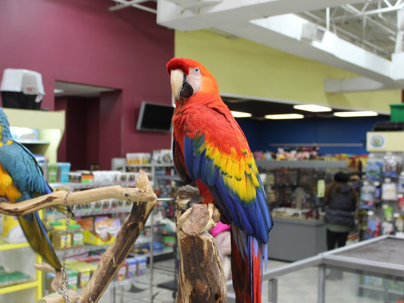 Scarlet Macaw