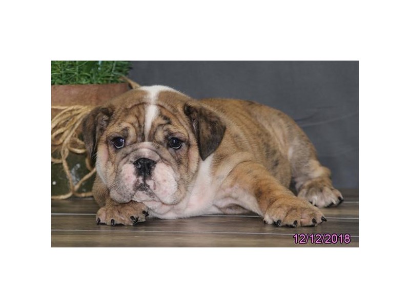 Bulldog-DOG-Male-Fawn Brindle / White-14329-Petland Columbus, Ohio