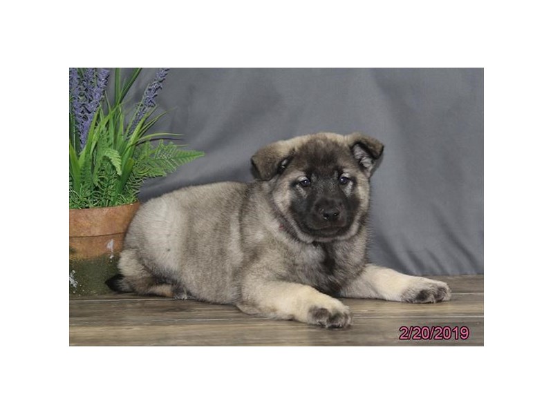 Norwegian Elkhound