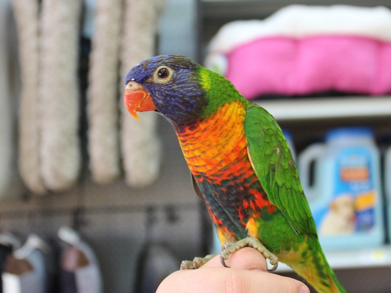 Rainbow Lory