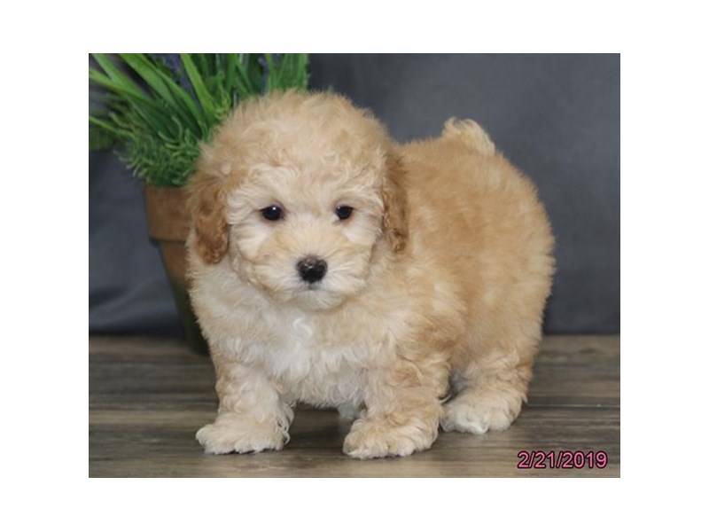 Poodle
