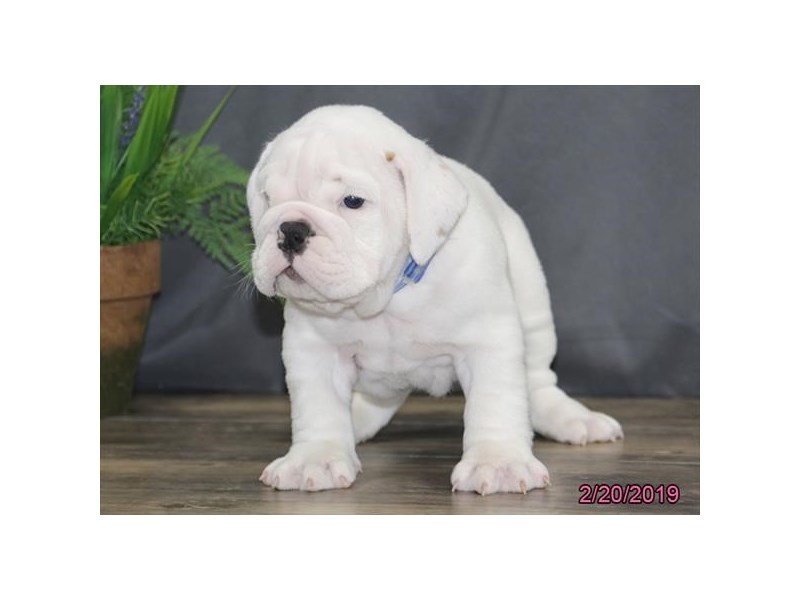 Bulldog