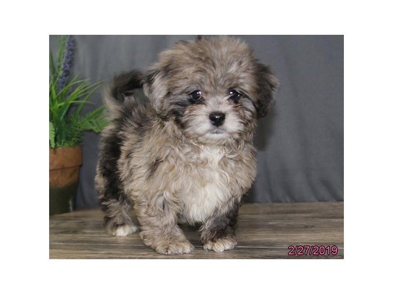 Peke-A-Poo-DOG-Female-Blue Merle-14611-Petland Columbus, Ohio