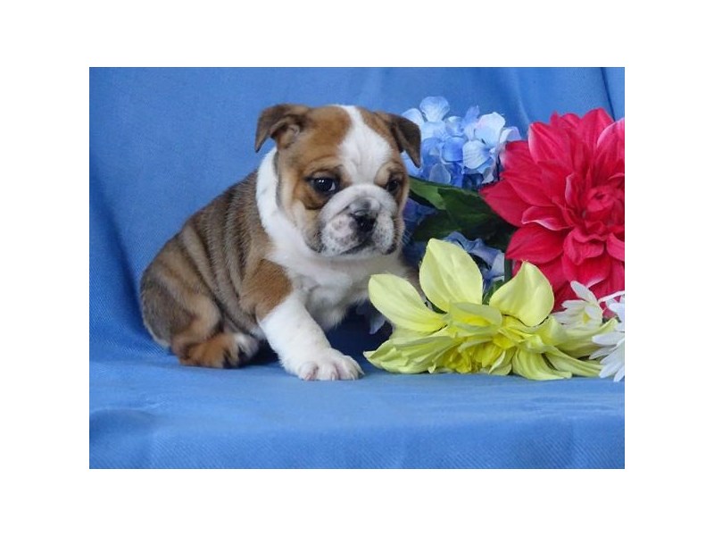 Bulldog