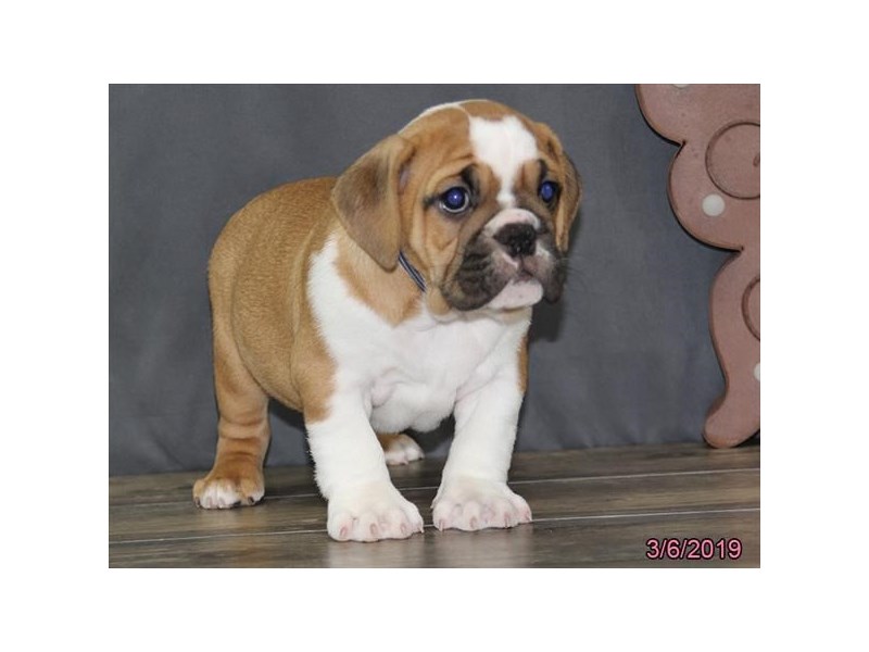 Bulldog-DOG-Male-Fawn / White-14647-Petland Columbus, Ohio