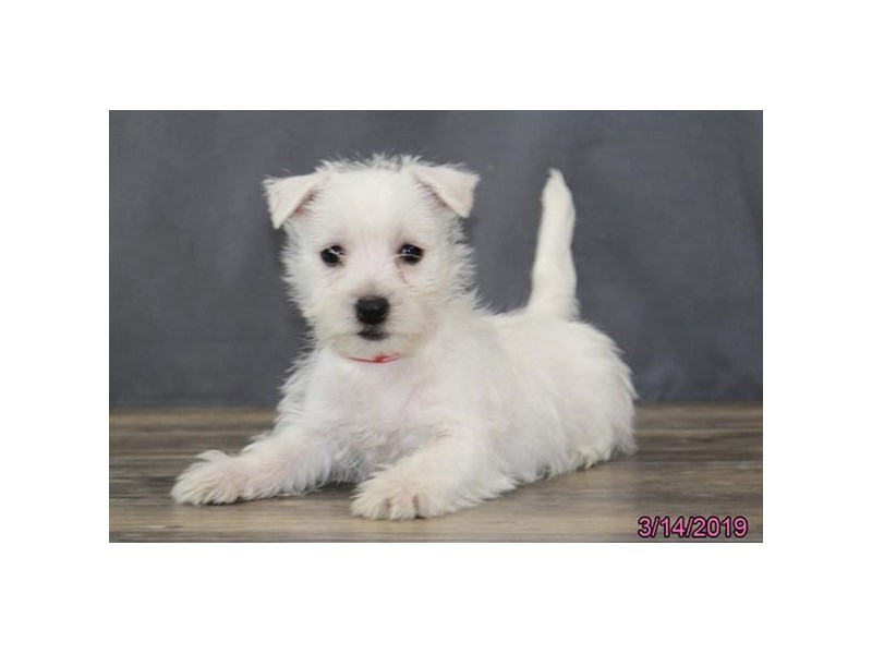West Highland White Terrier