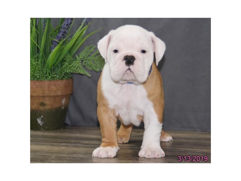Bulldog