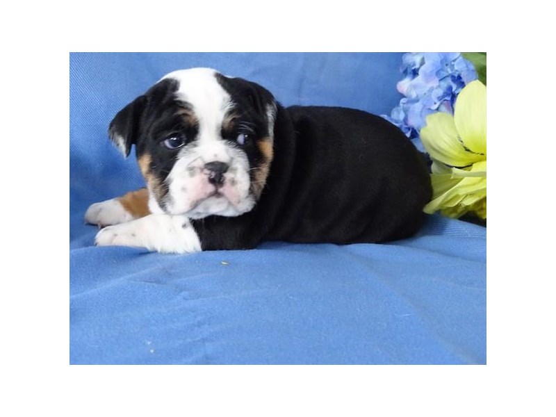 Bulldog