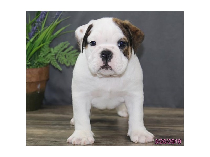 Bulldog