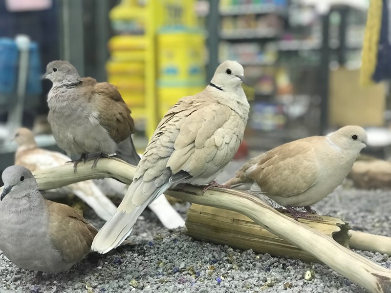 Dove