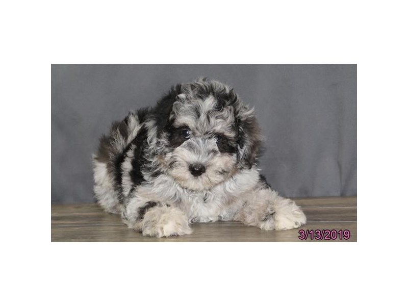Mini Aussie Poo
