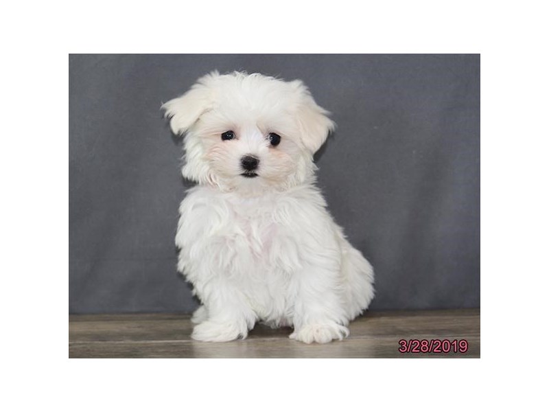 Maltese