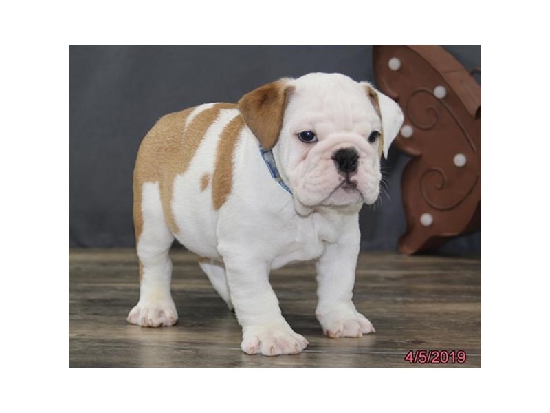 Bulldog