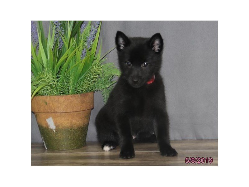 Schipperke