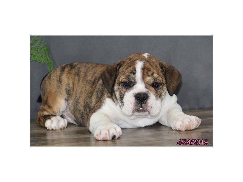 Bulldog