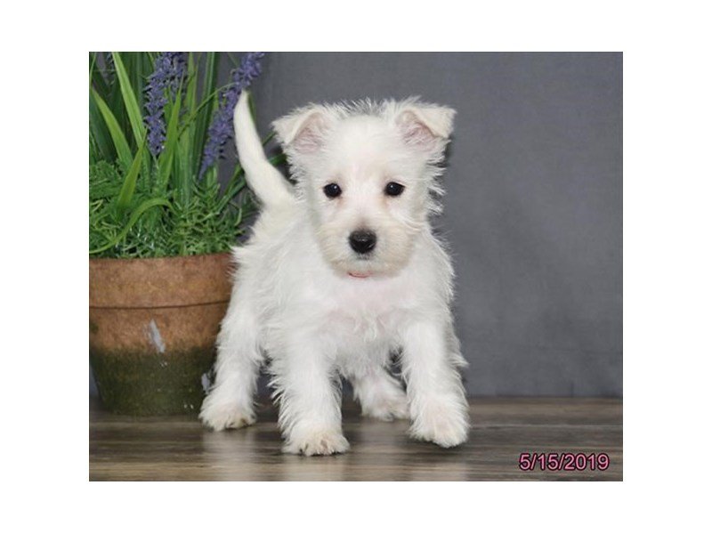 West Highland White Terrier