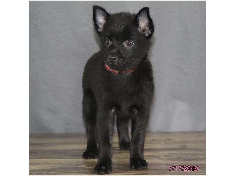 Schipperke