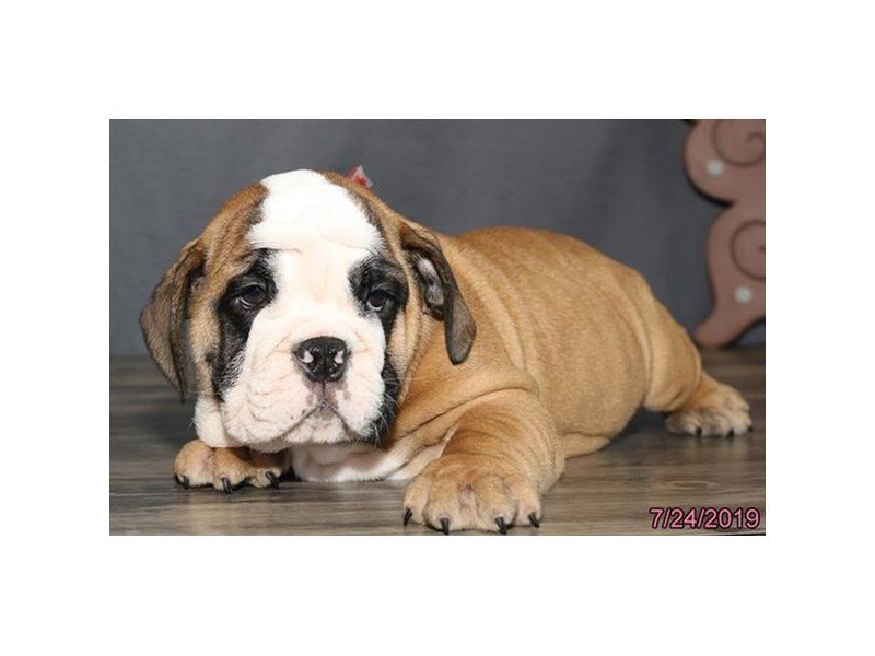 Bulldog