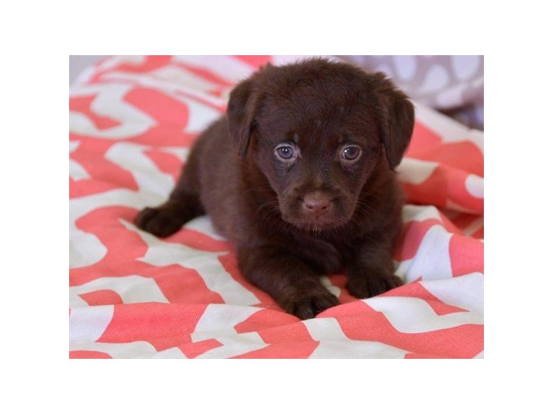 Miniature Labradoodle