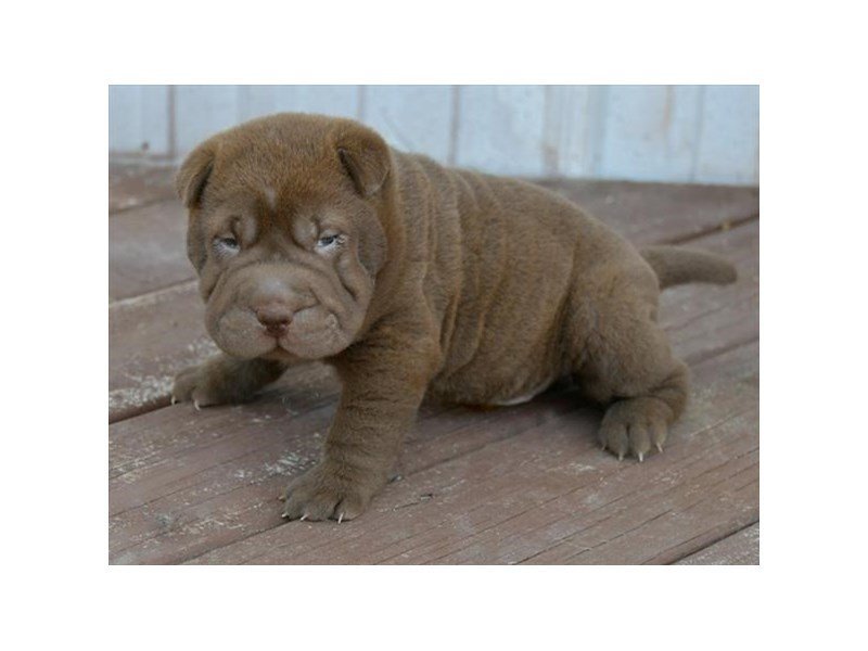 Chinese Shar-Pei