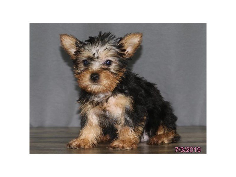 Silky Terrier