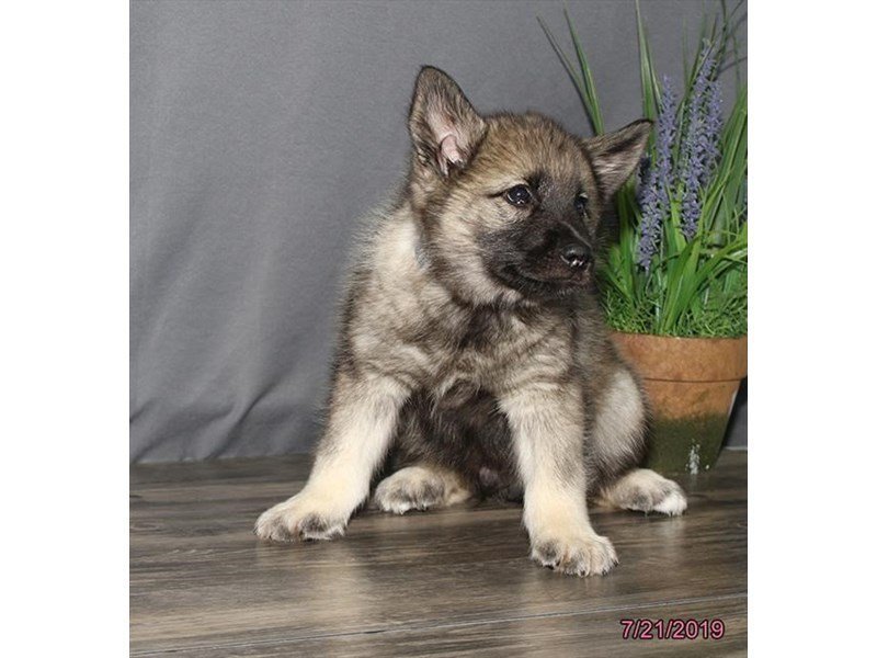 Norwegian Elkhound