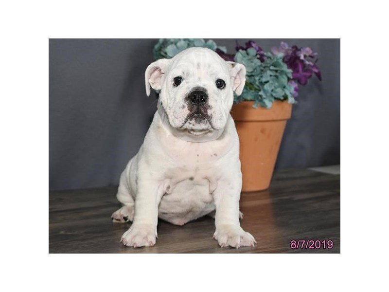 Bulldog-DOG-Female-White-15149-Petland Columbus, Ohio