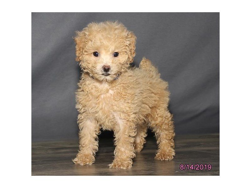 Poodle
