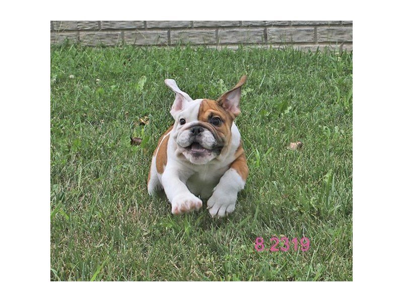 Bulldog-DOG-Male-Fawn-15193-Petland Columbus, Ohio