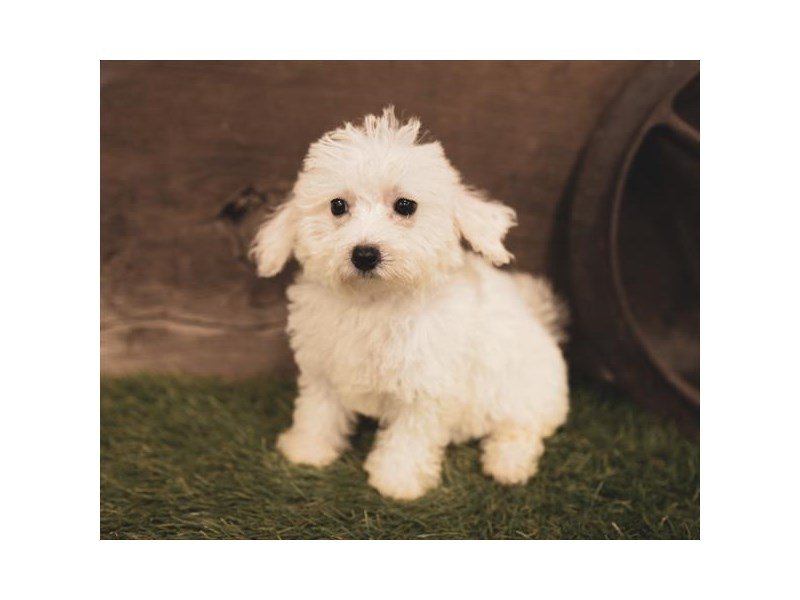 Bichapoo