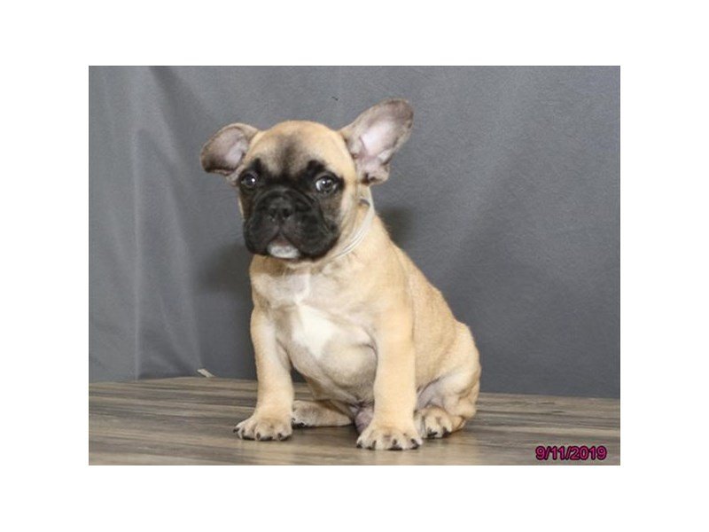 French Bulldog
