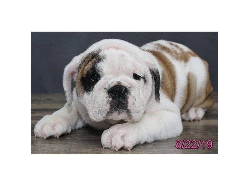 Bulldog