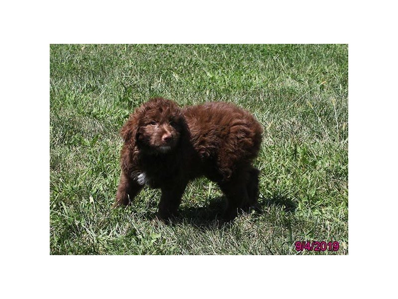 Aussie Poo
