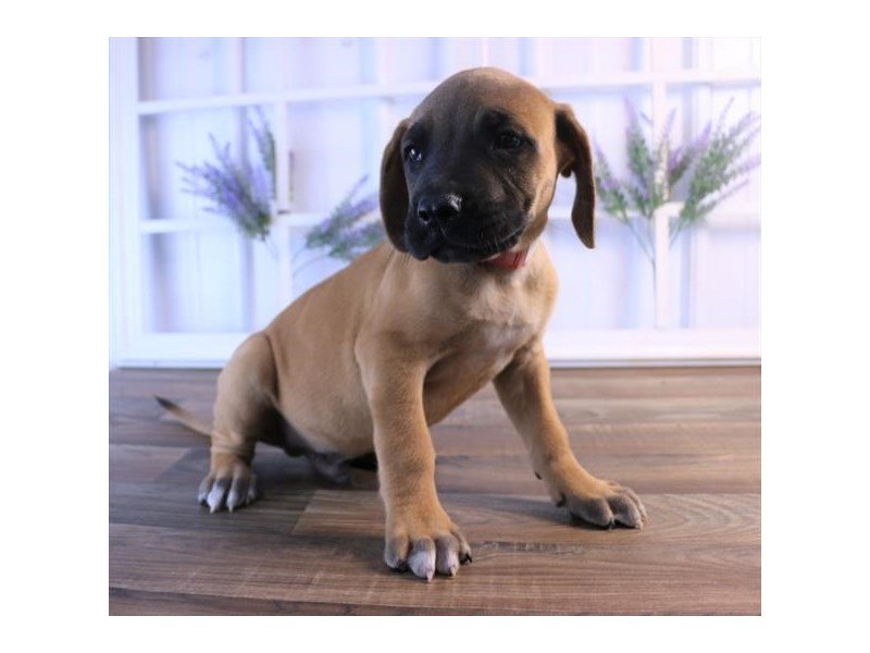 Mastiff