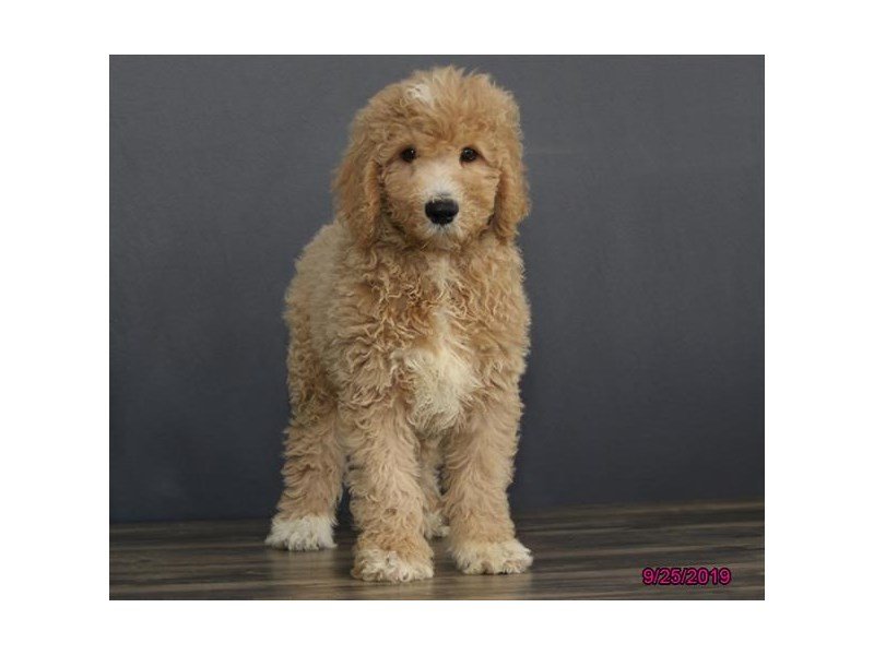 Poodle Standard