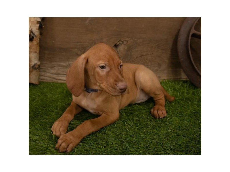 Vizsla-DOG-Male-Red-15350-Petland Columbus, Ohio