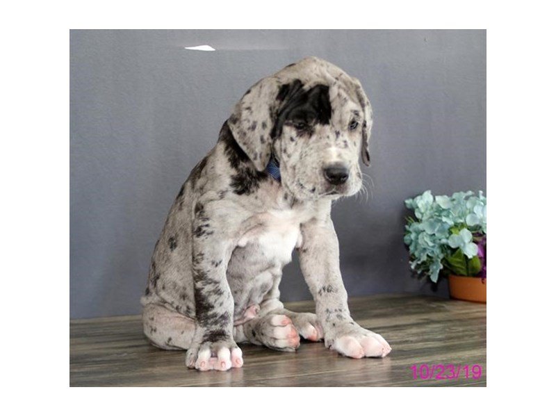 Neo Mastadane-DOG-Male-Blue Merle-15375-Petland Columbus, Ohio