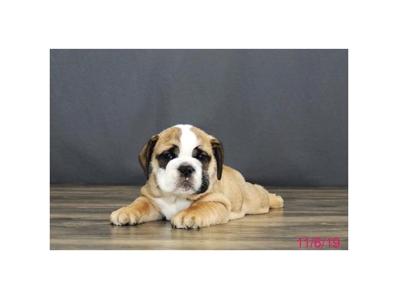 Bulldog