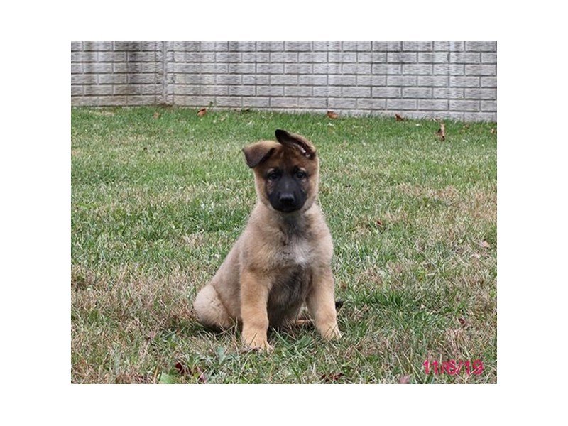 German Shepherd Dog
